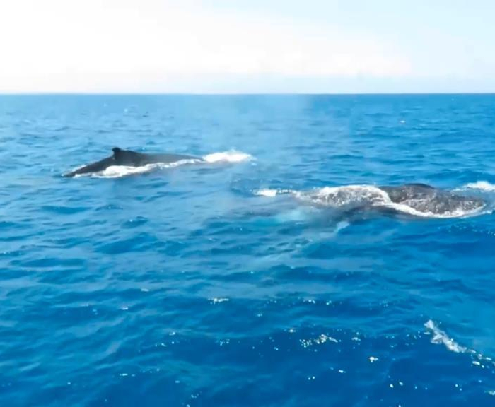 JAUDANIC III | Leopard 48 photo 29