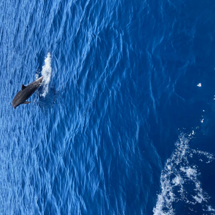 9 Muses | Hanse 342 photo 17