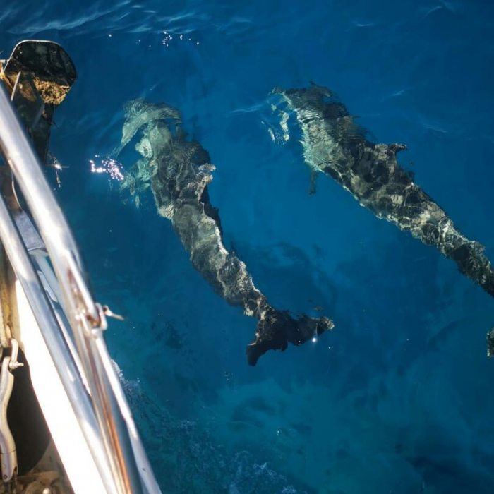 9 Muses | Hanse 342 photo 21