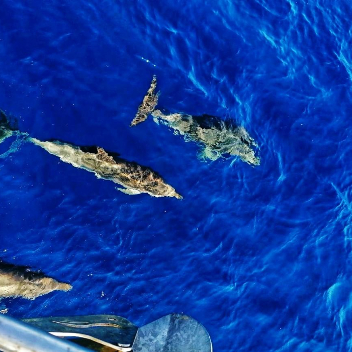 MGV Treaton | Elan 514 Impression photo 11