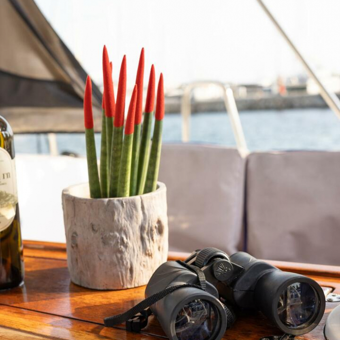 Marlo | Bavaria Cruiser 37 photo 7