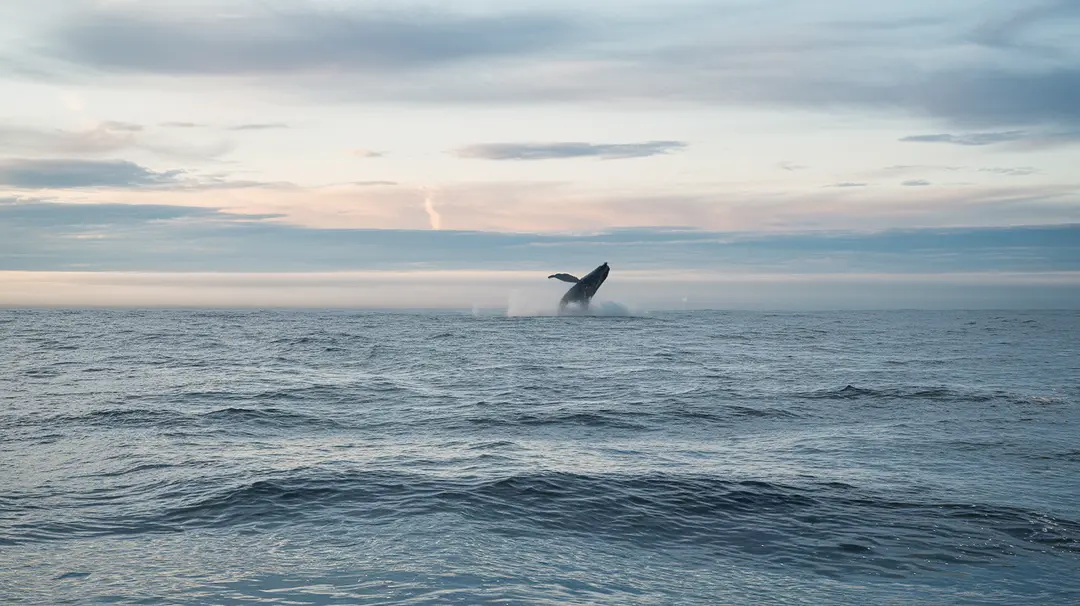 Blue Whale Sightseeing: Sail, Discover, and Be Amazed